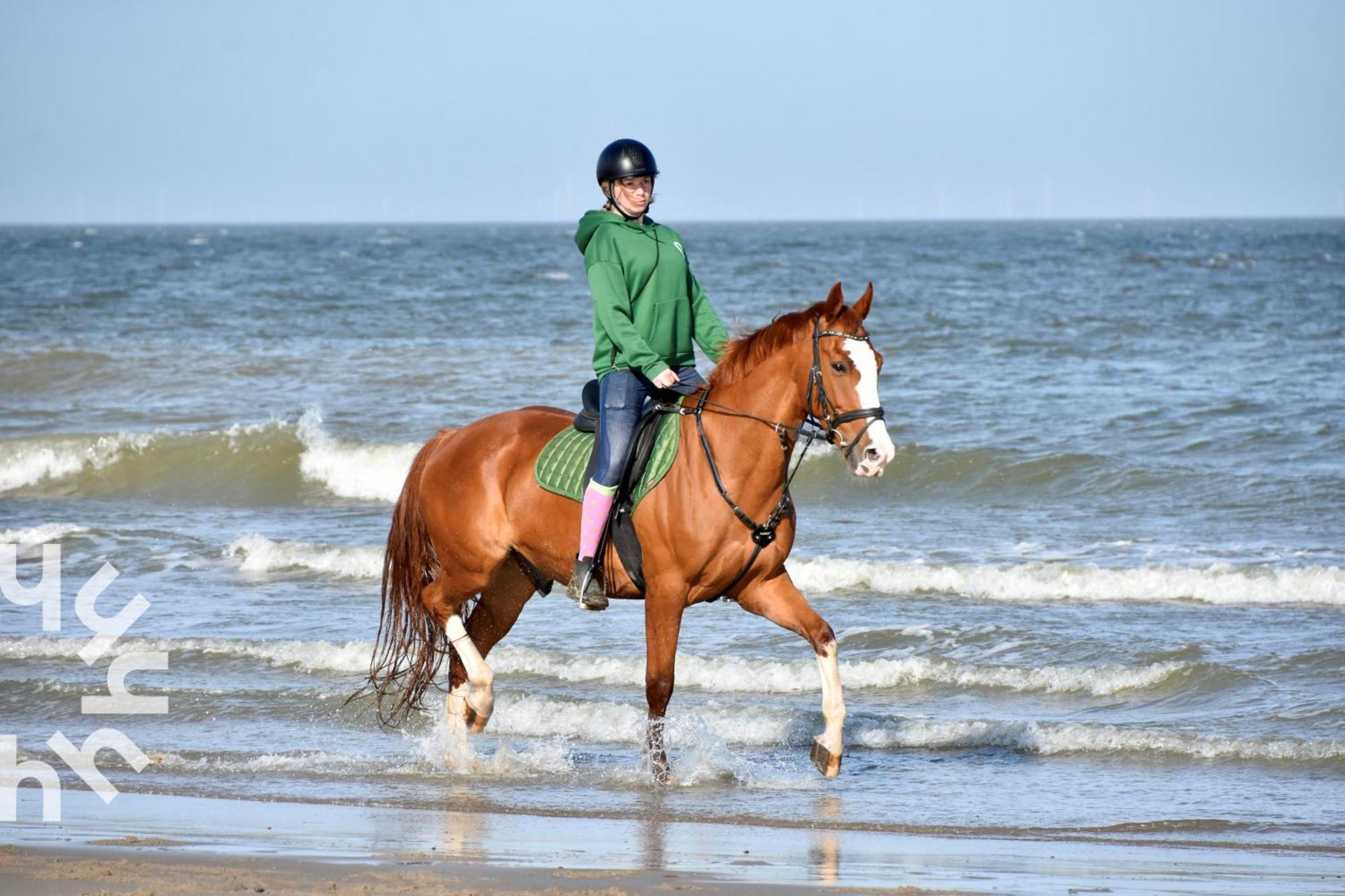 Ponyhof Sfeervolle 4-persoonswoning Vlakbij En Domburg Vakantiehuis Aagtekerke